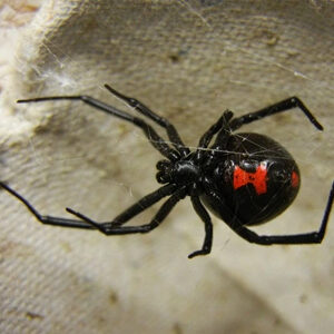 CONTROLE DE ARANHAS CURITIBA