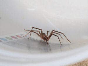 CONTROLE DE ARANHAS CURITIBA