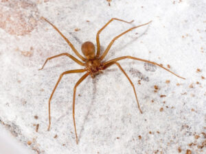 CONTROLE DE ARANHAS CURITIBA