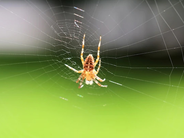 CONTROLE DE ARANHAS CURITIBA