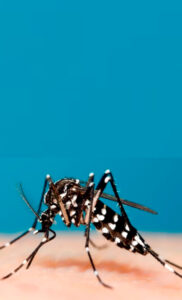 CONTROLE DE MOSQUITOS CURITIBA