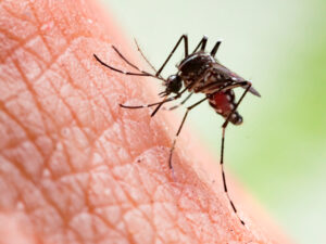 CONTROLE DE MOSQUITOS CURITIBA